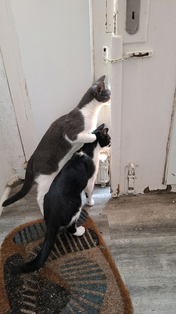 Neighbourhood stalkers