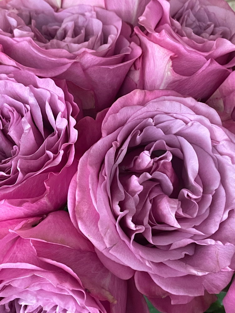 🌹🌹🌹