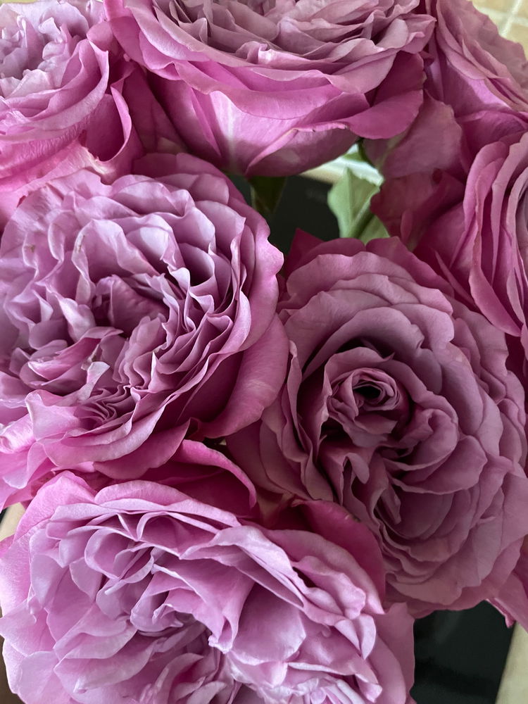 🌹🌹🌹
