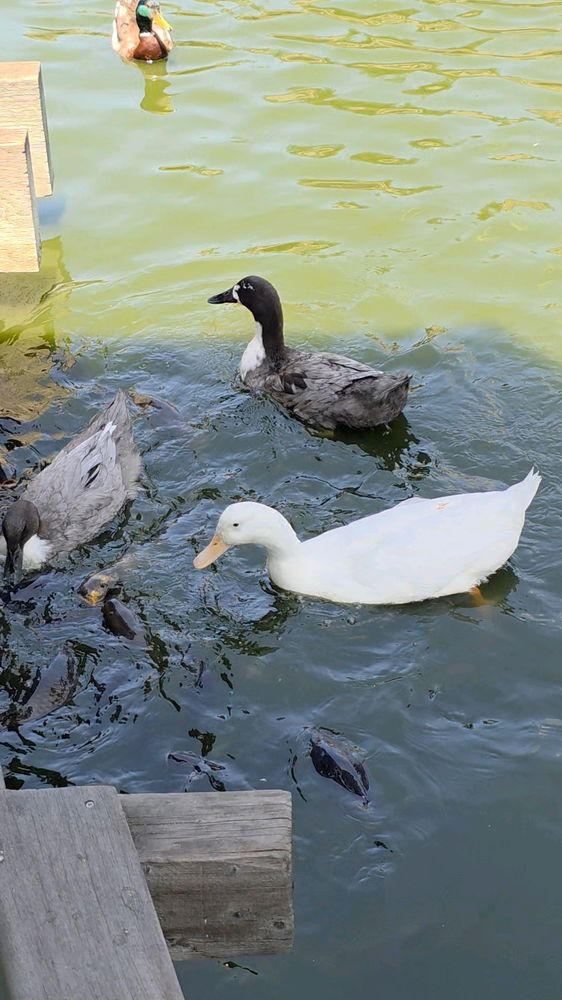 Ducks (no context needed)