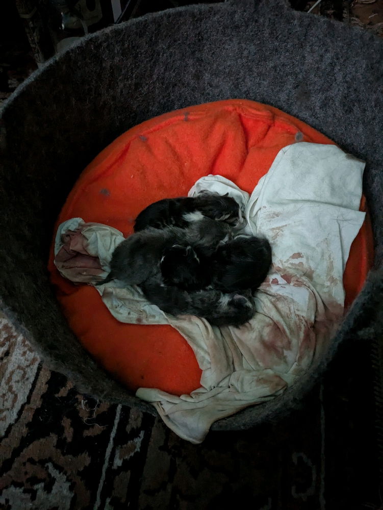 Віддам в добрі руки