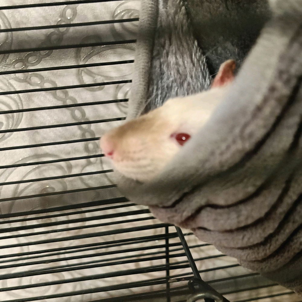 🐀