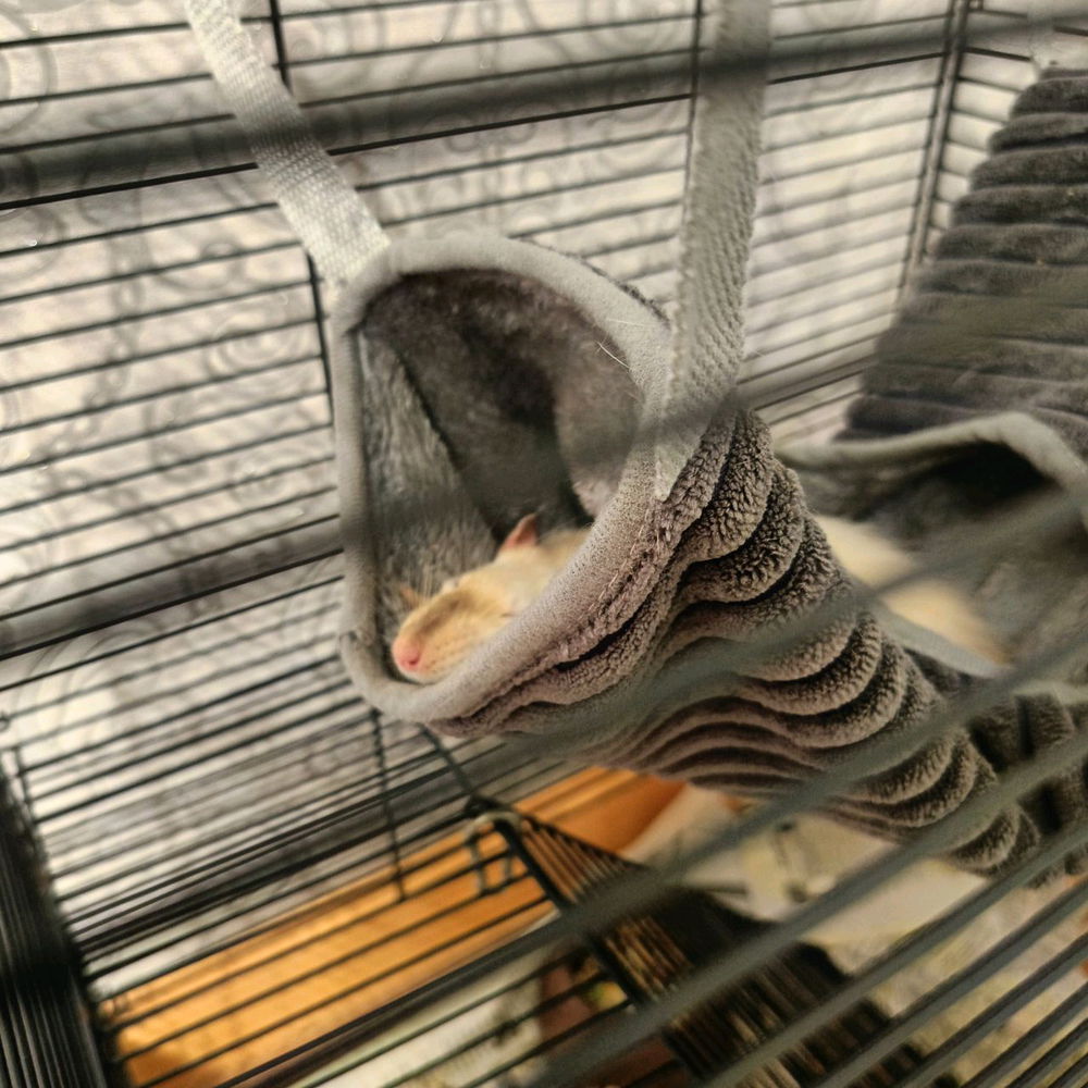 🐀