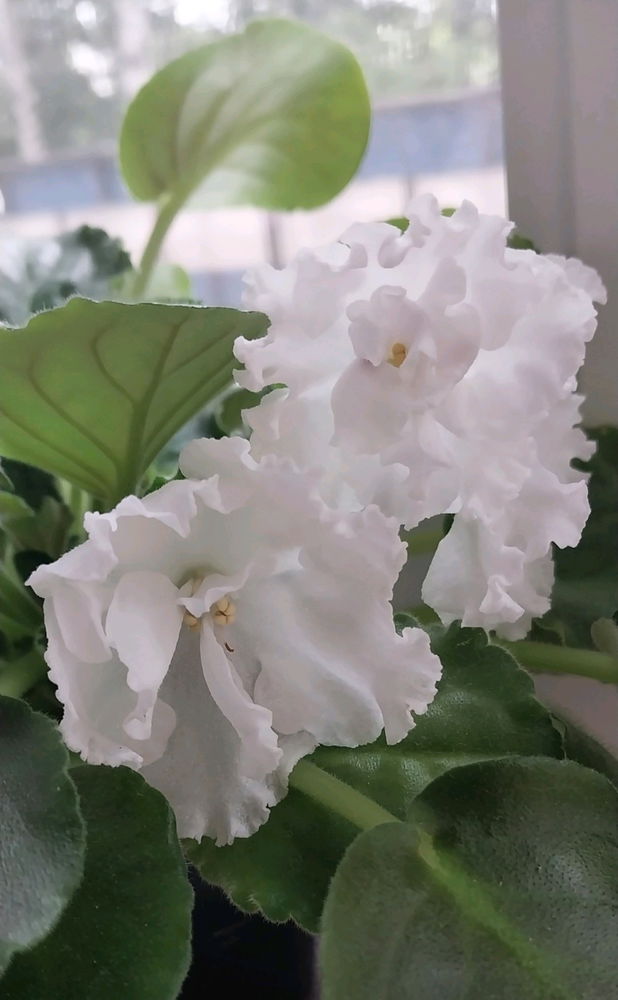 Мои прелестные крошки😊🥰