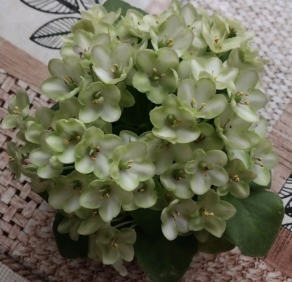 Мои прелестные крошки😊🥰