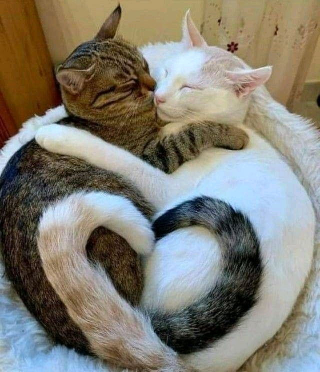 Trop mim's!!!🐱😍🧡🩷💛