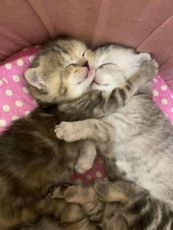Trop mim's!!!🐱😍🧡🩷💛