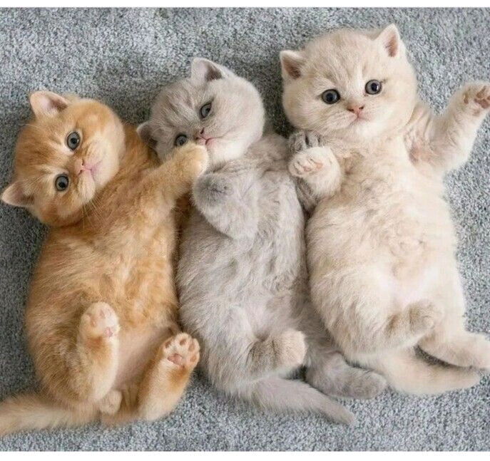 Trop mim's!!!🐱😍🧡🩷💛