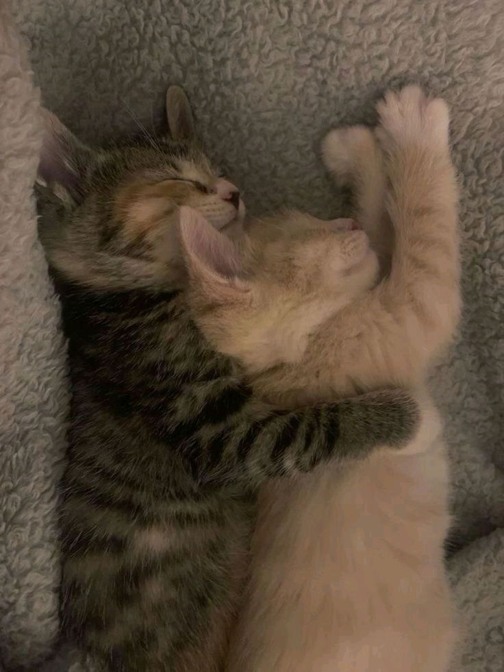 Trop mim's!!!🐱😍🧡🩷💛