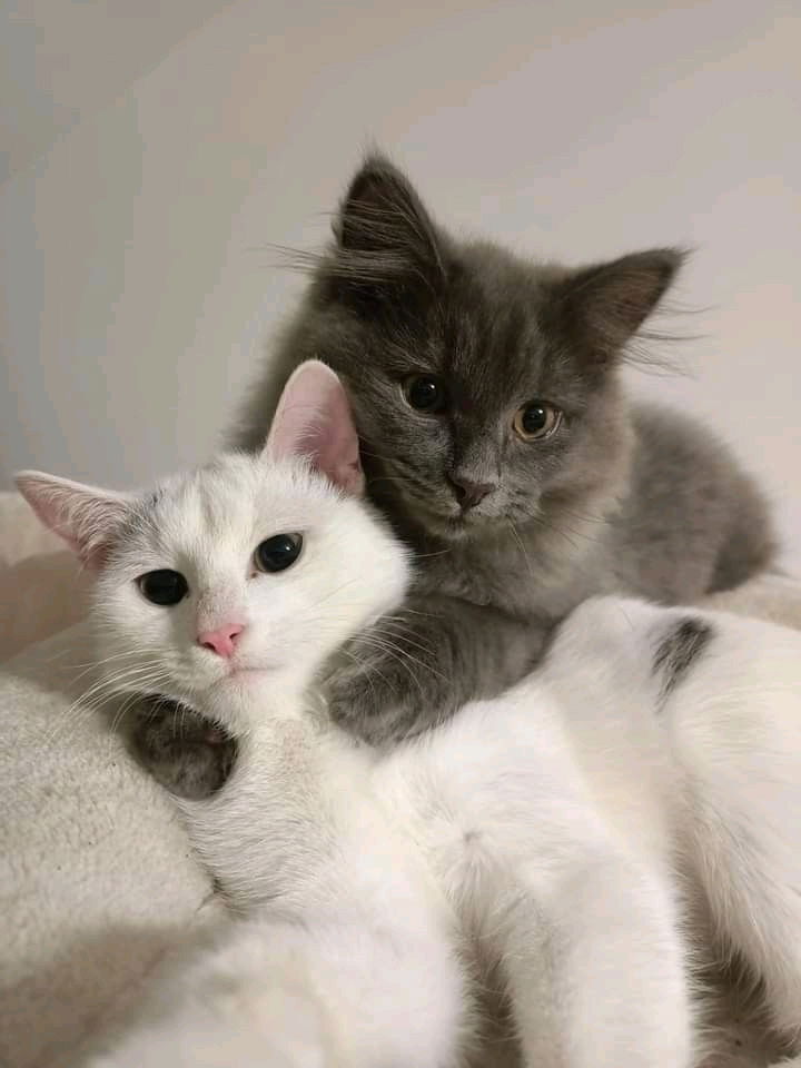 Trop mim's!!!🐱😍🧡🩷💛
