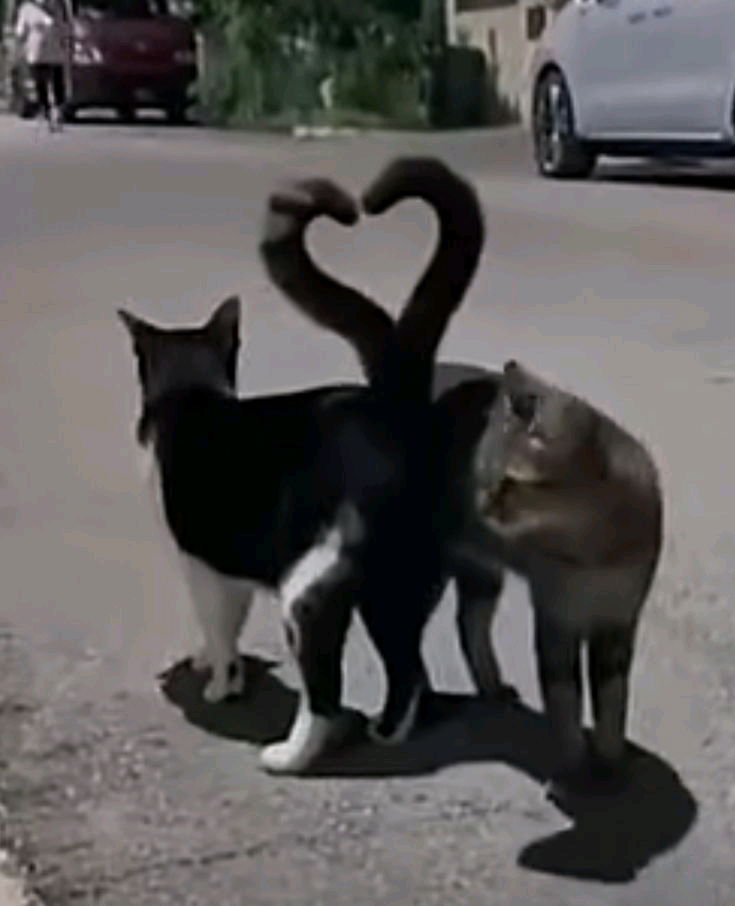 Trop mim's!!!🐱😍🧡🩷💛