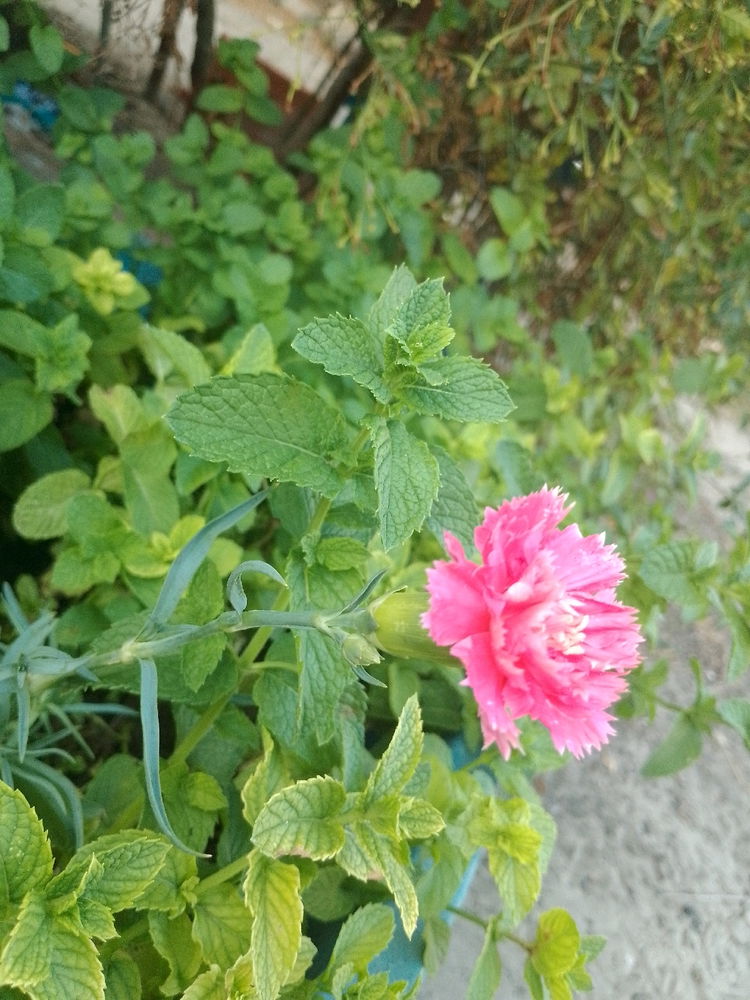 Il giardino