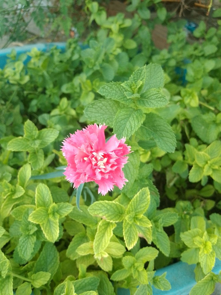 Il giardino