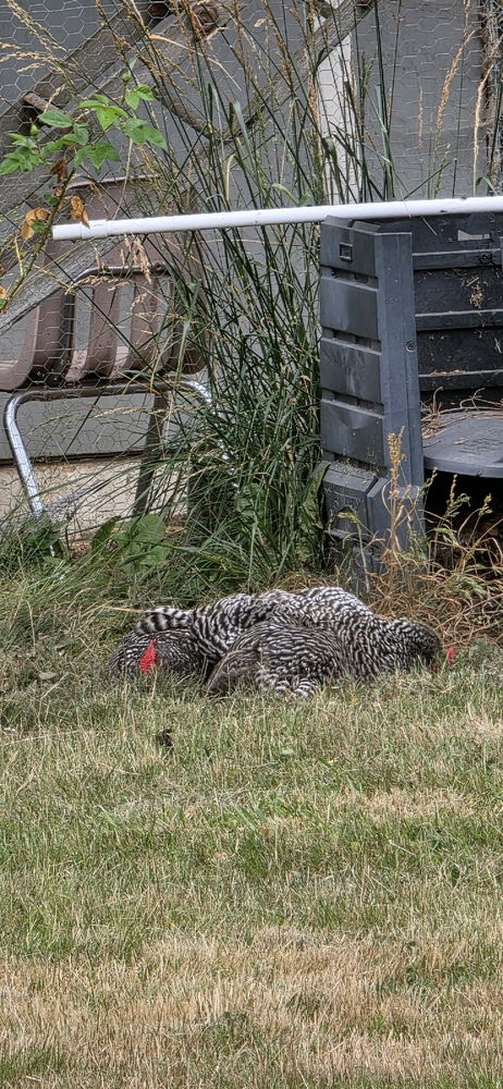 Chicken pile