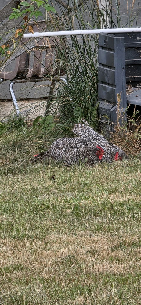 Chicken pile