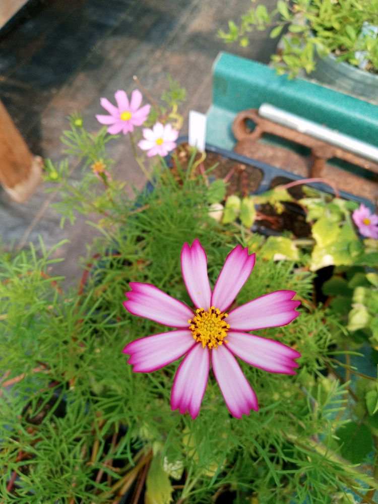 Flowers