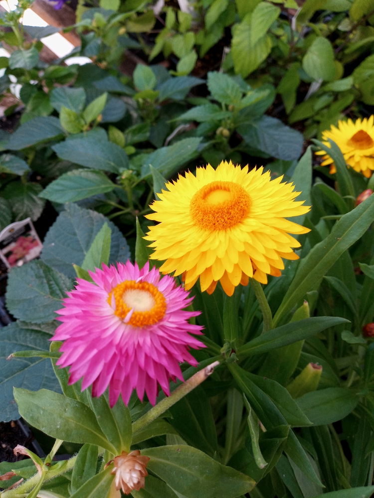 Flowers