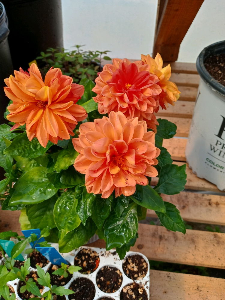 Flowers