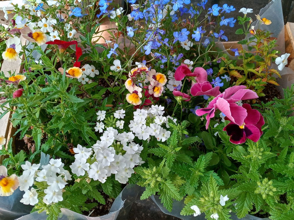 Flowers