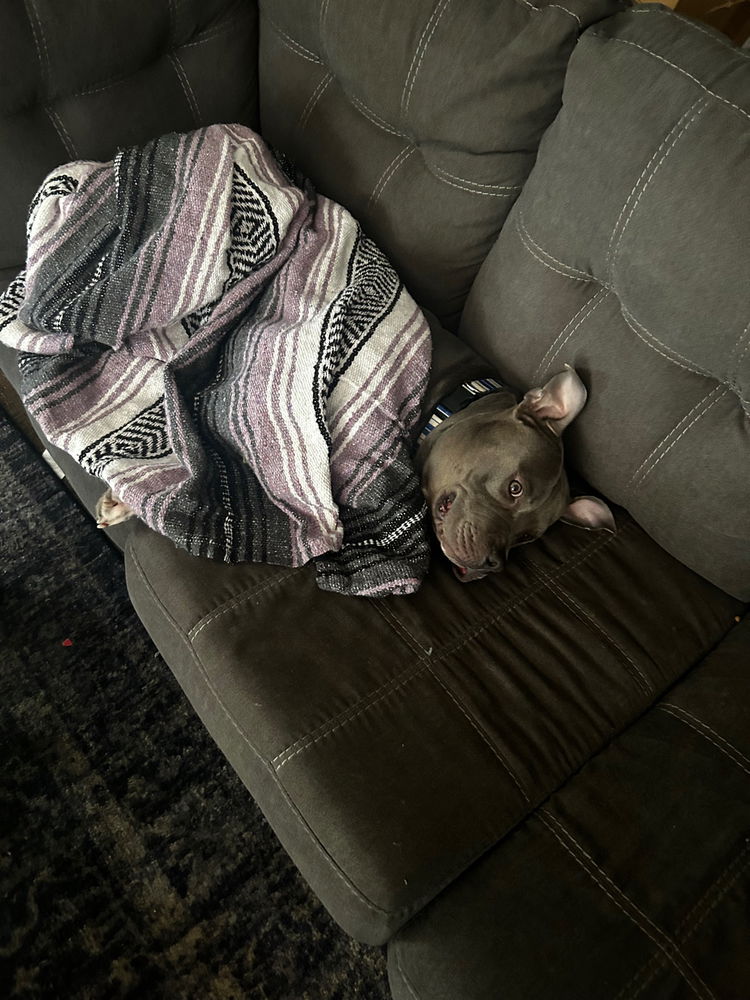 When your dog acts like he just work a 9-5 job