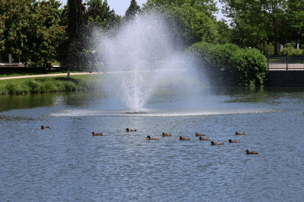 geese