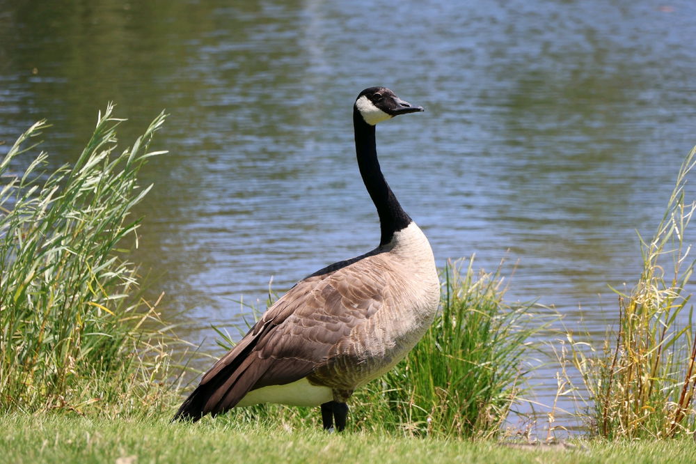geese
