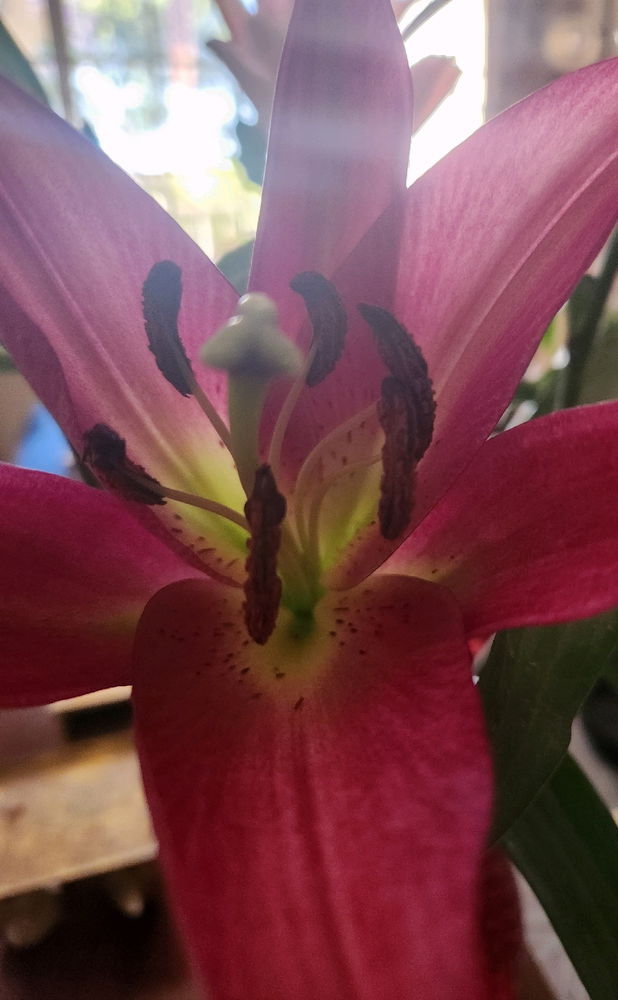 Red lilies