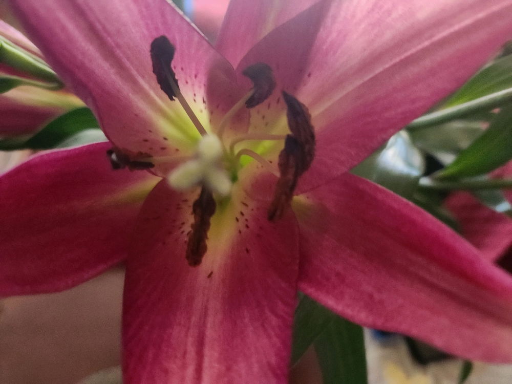 Red lilies