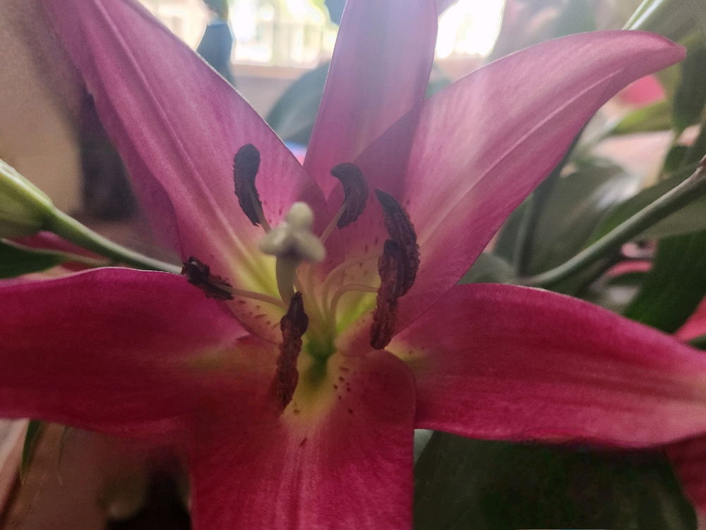 Red lilies