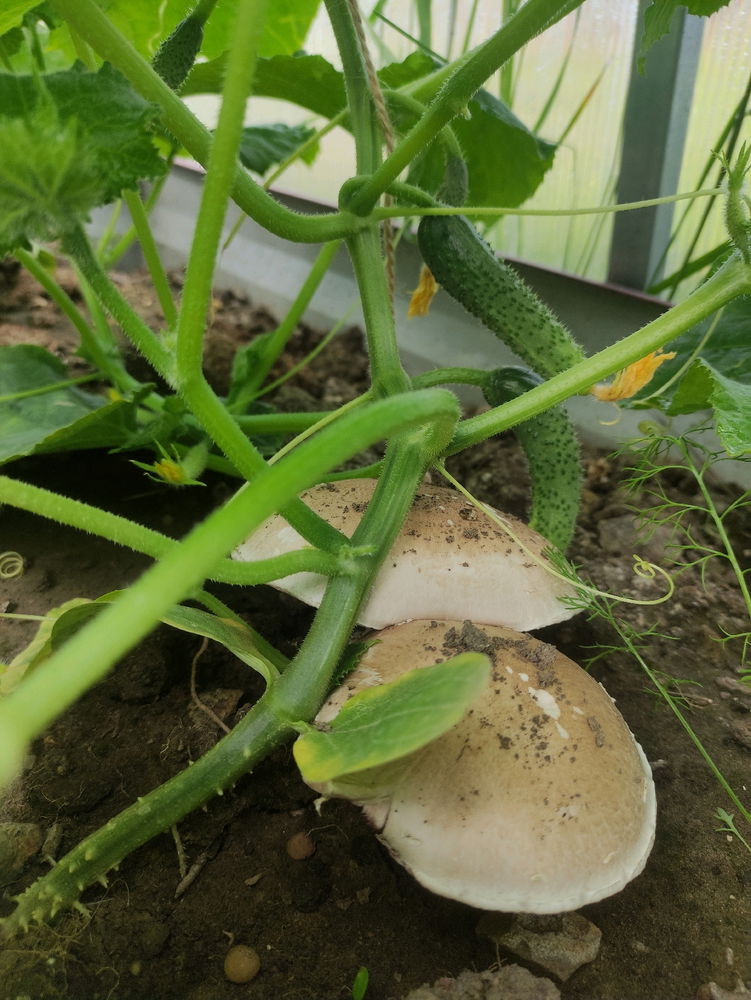 Мой урожай 🥒🍄