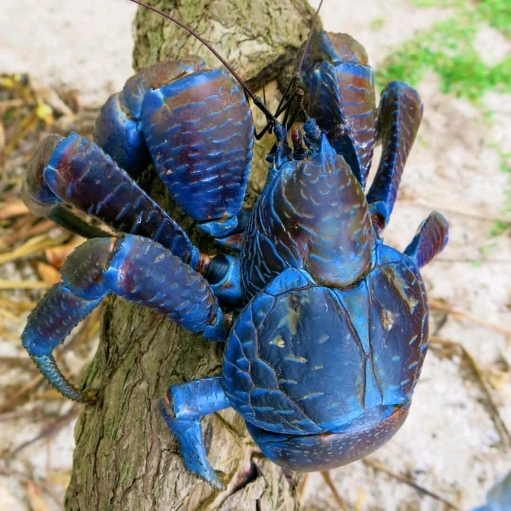 Le crabe casse- coco 🥥🧉