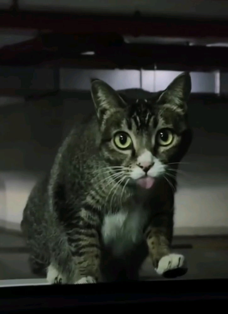 猫舌