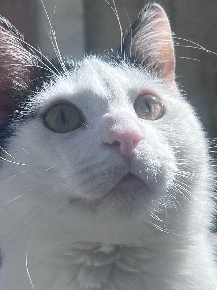 📷🐈