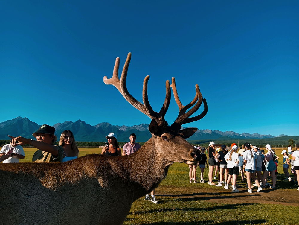 🦌