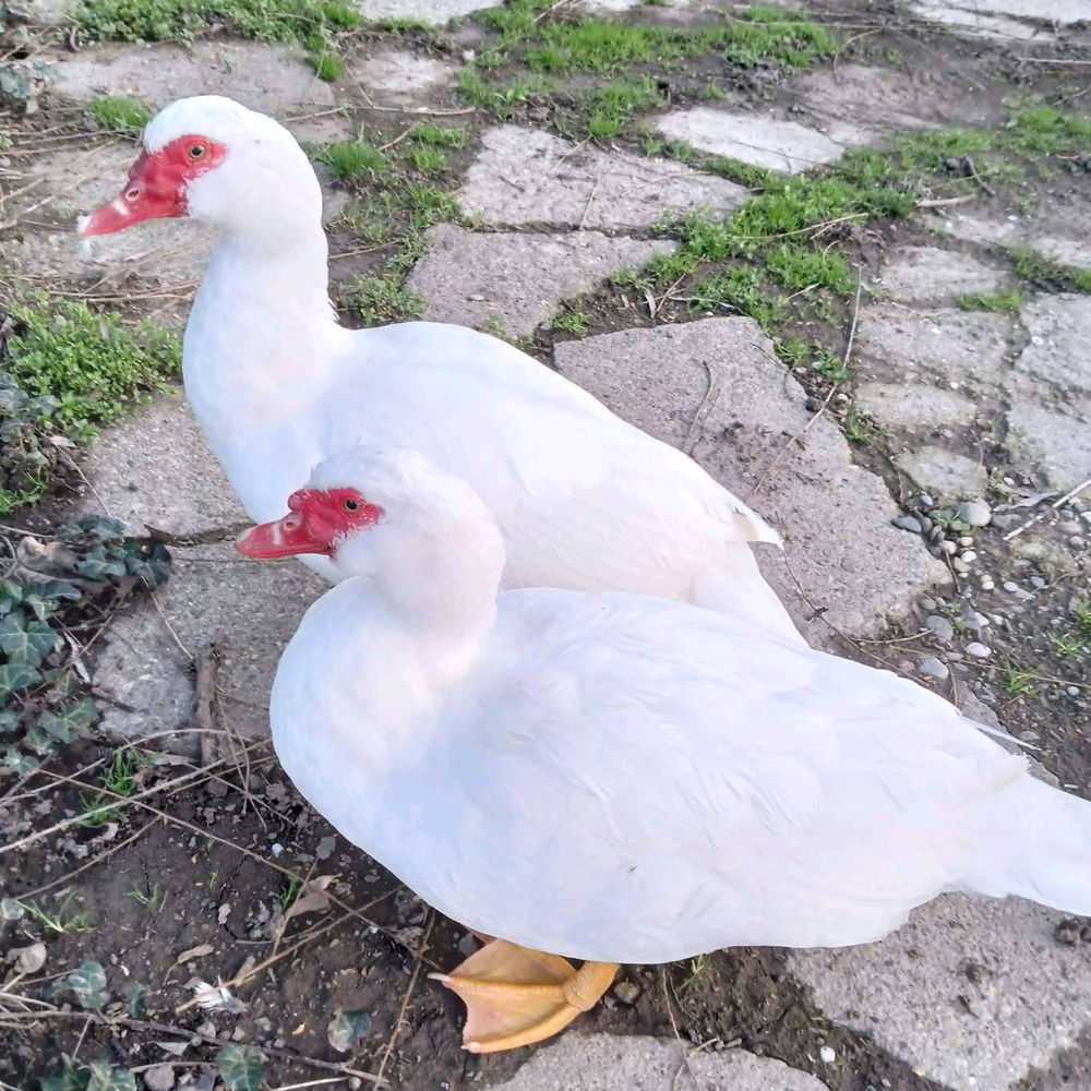 Two ducks raised