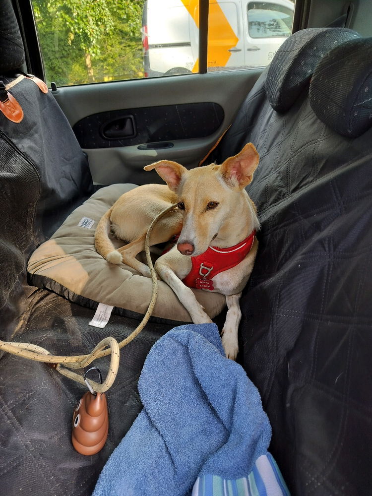 Une vie de chien