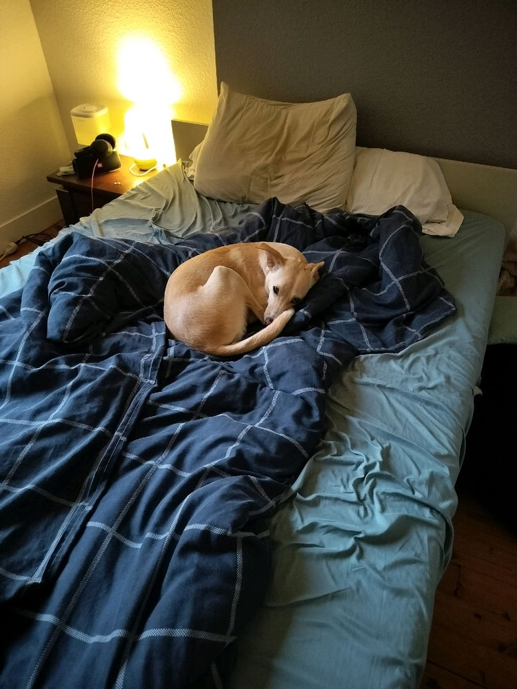 Une vie de chien