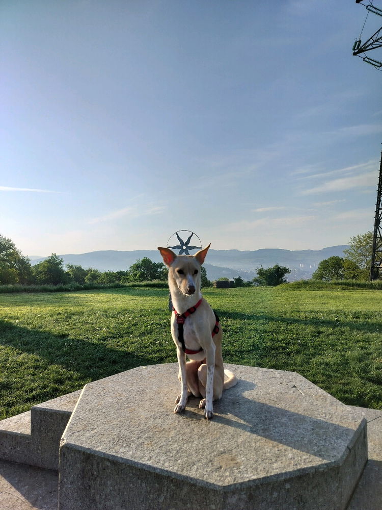 Une vie de chien