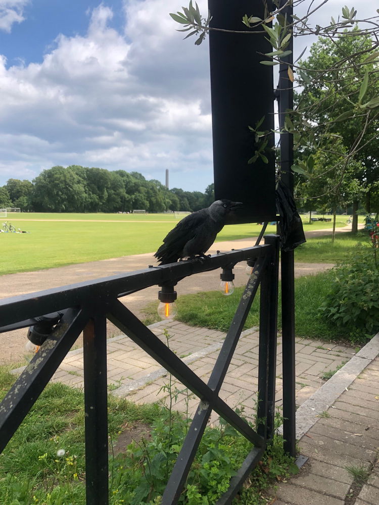 Crow friend