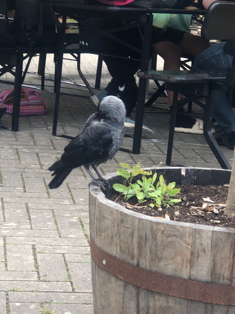 Crow friend