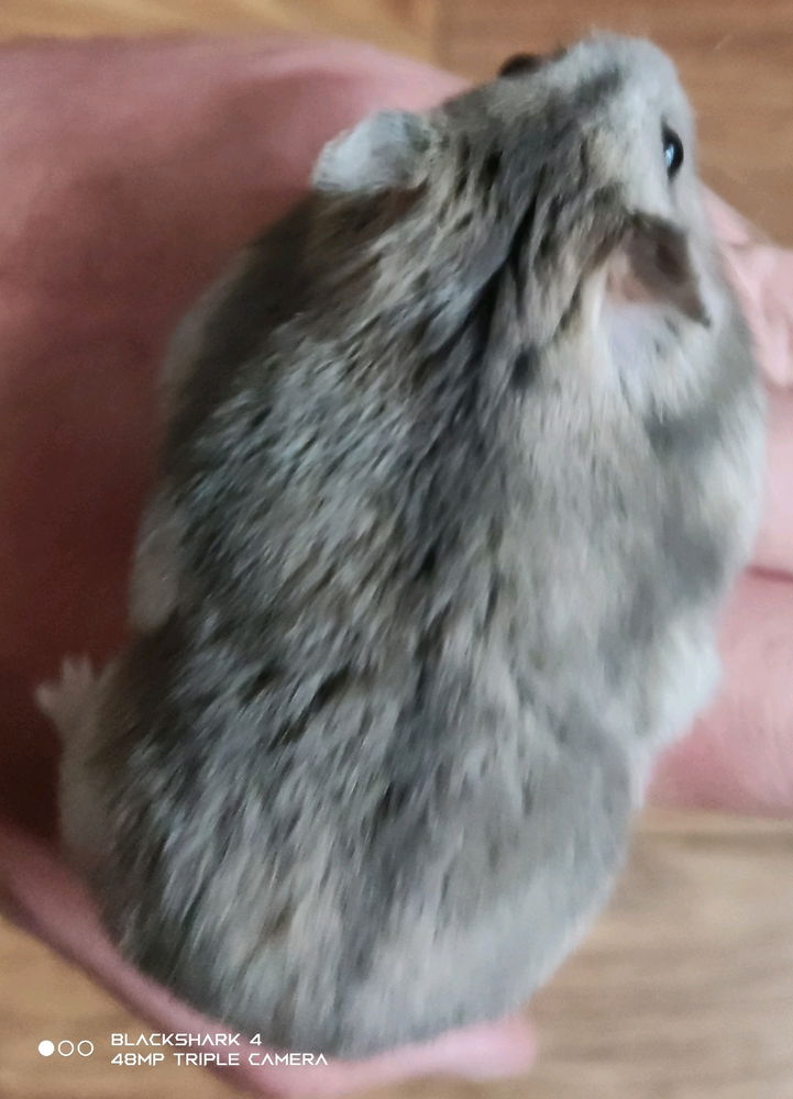 Mi mascota