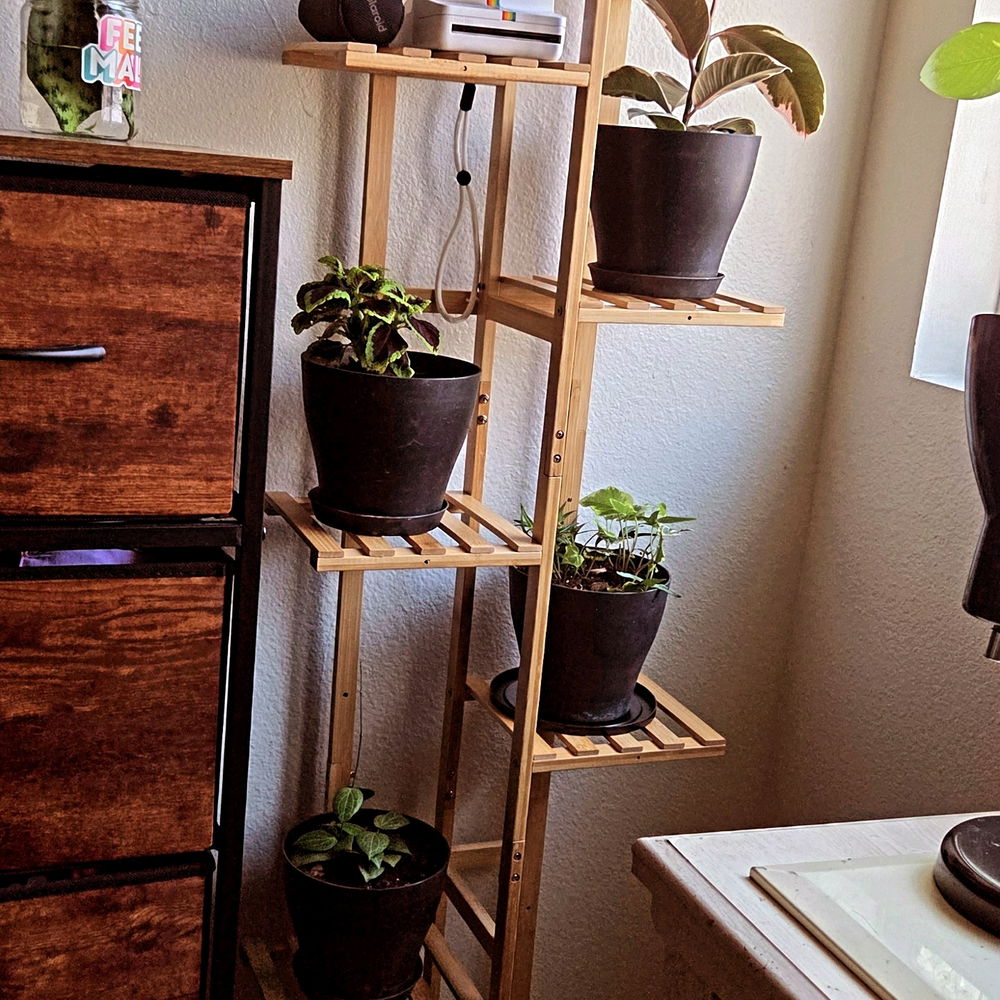 New plant babies