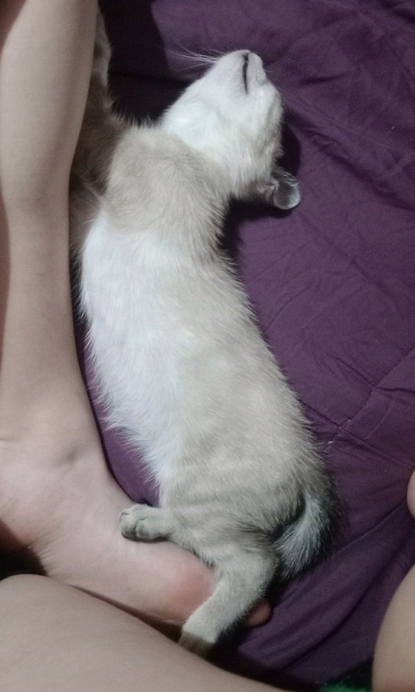 Otra vez mi gato, porque si