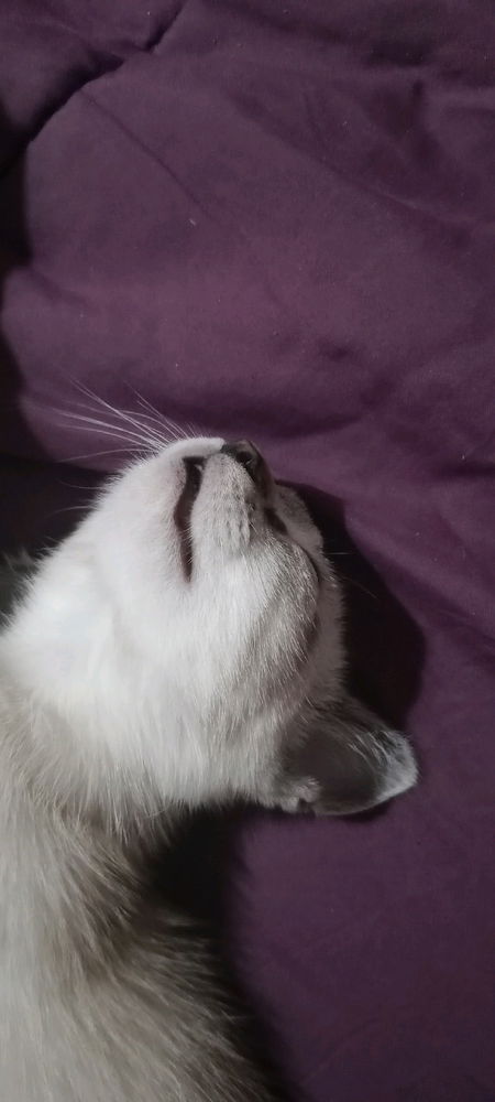 Otra vez mi gato, porque si