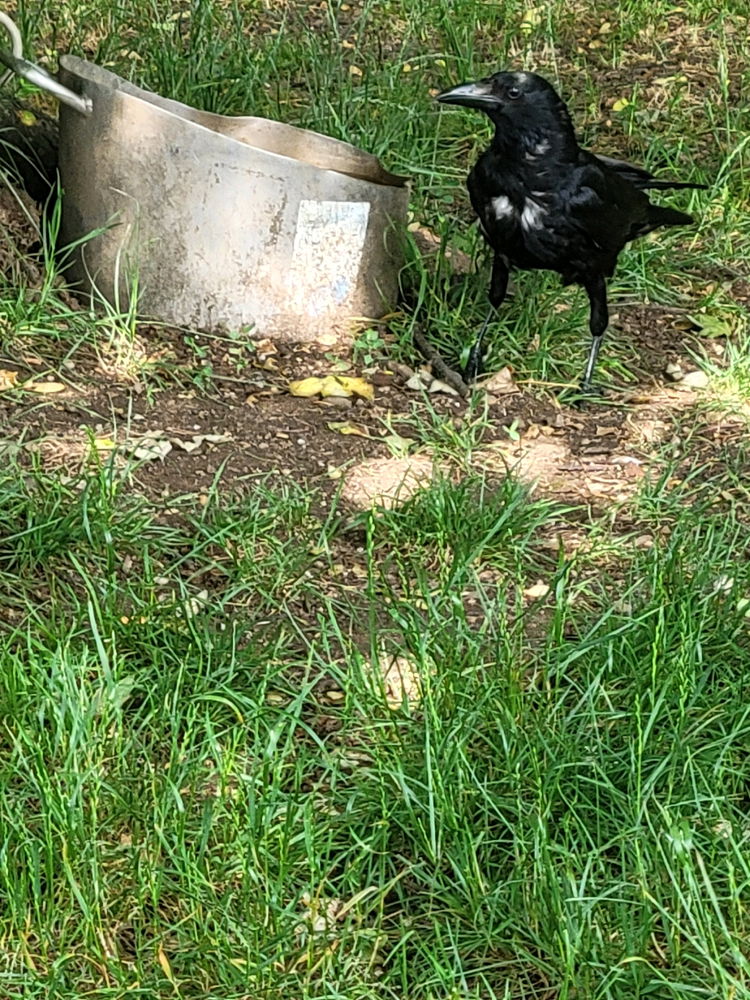 Krähe