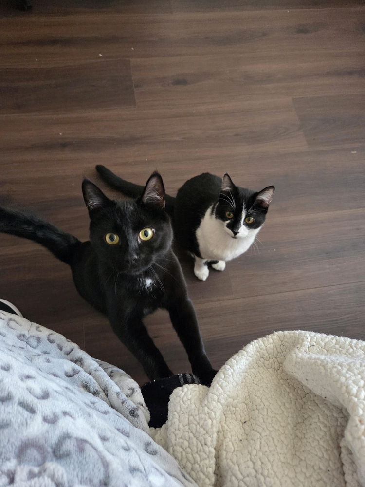 Meet Scarley and Boofers 😊