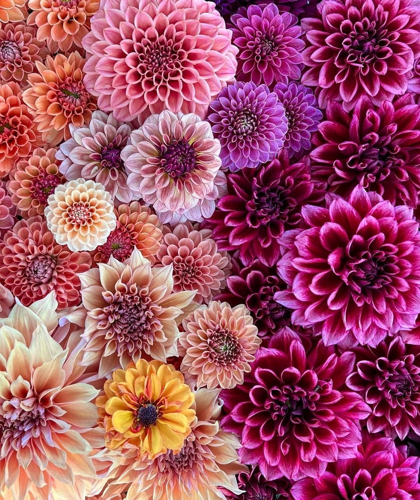 Floral Symphony in Bloom...🤌✨️

❤️💜🩷🧡💛