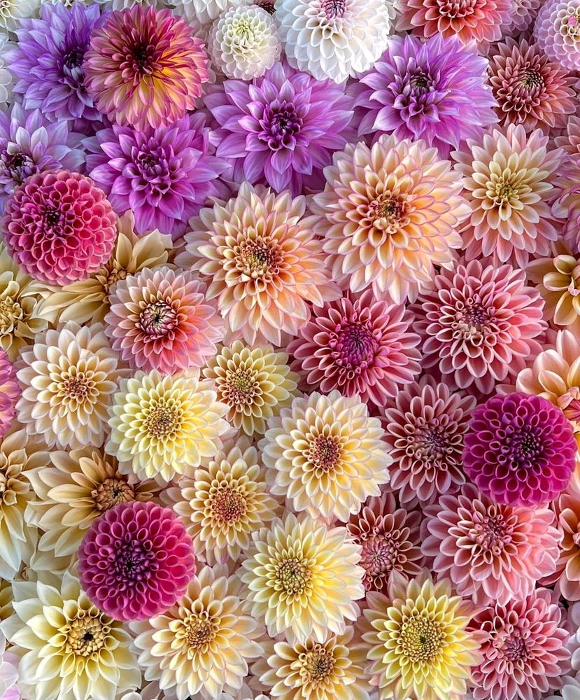 Floral Symphony in Bloom...🤌✨️

❤️💜🩷🧡💛
