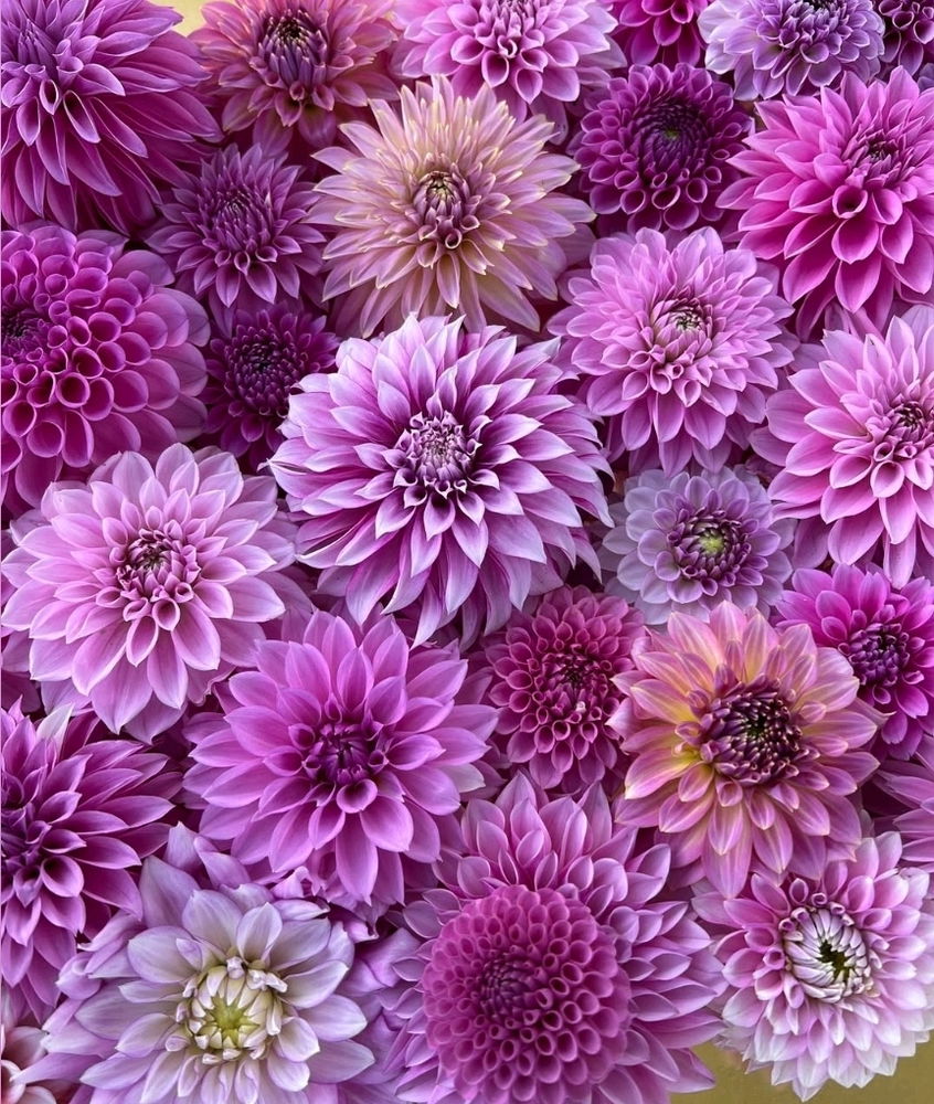 Floral Symphony in Bloom...🤌✨️

❤️💜🩷🧡💛
