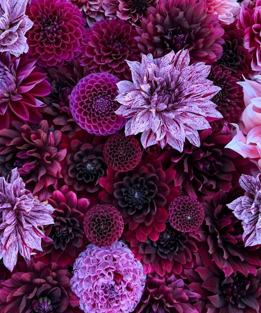 Floral Symphony in Bloom...🤌✨️

❤️💜🩷🧡💛